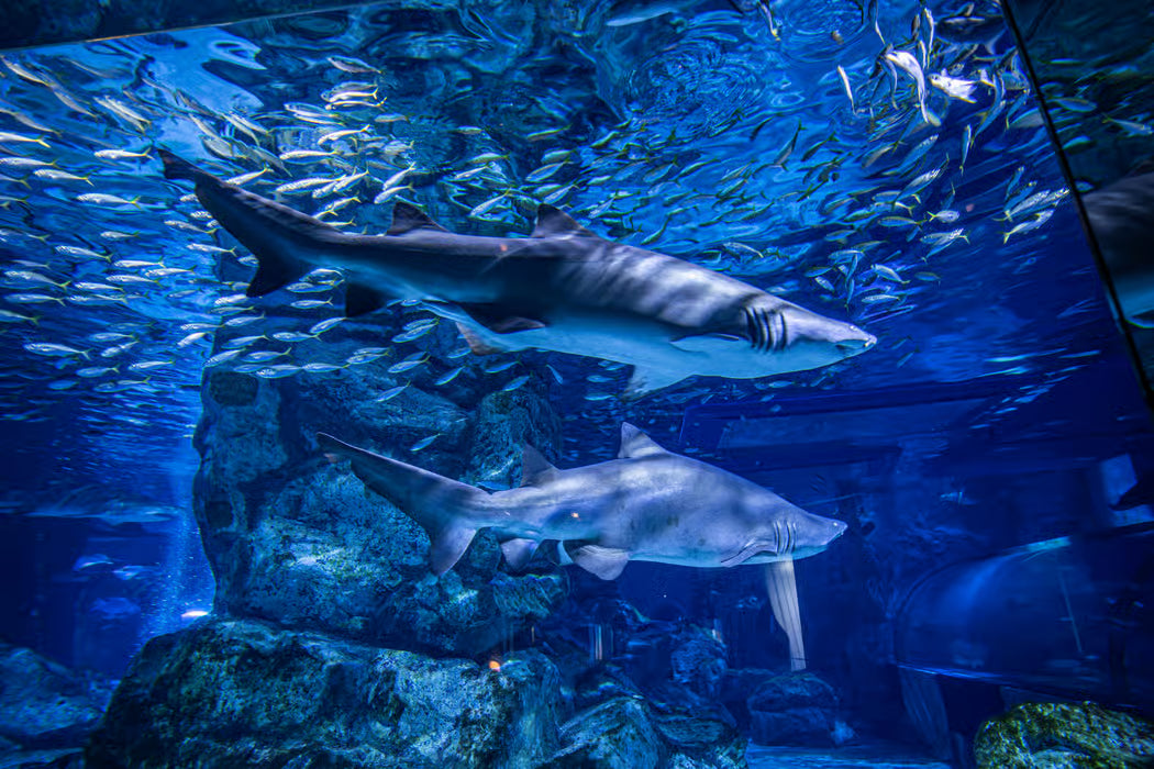 COEX水族館チケット（大・小共通1人券）