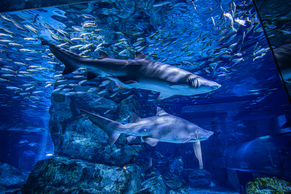 COEX水族館チケット（大・小共通1人券）